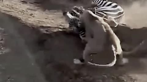 Two lions attack on a zebra on a field.