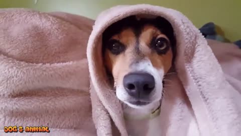 Funniest and Cutest Dogs and Puppies of 2017