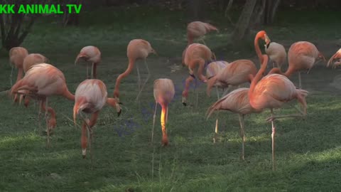Beautiful White,pink & orange fiamingo birds / Most Beautiful fiamingo birds 2021