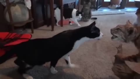 Cats funny video