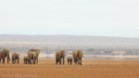 Desert Wildlife (Camels, Oryx, Sidewinder)