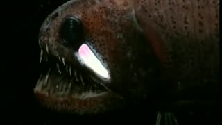 Echiostoma barbatum, also known as the Threadfin dragonfish, is a species of barbeled