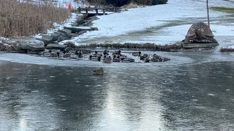 Pond was frozen except for a small spot