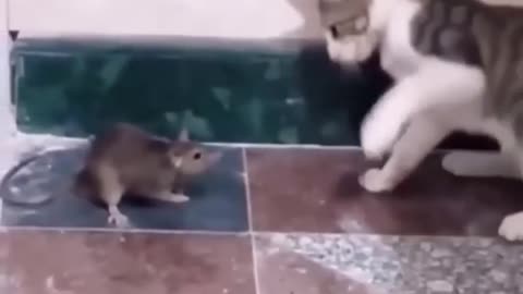 Mouse and Cat Fight