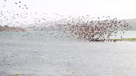 #Shore Birds#Shore Birds video# Animal# Animal video#