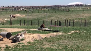 Grizzly Bears Wrestling in Water Barrell