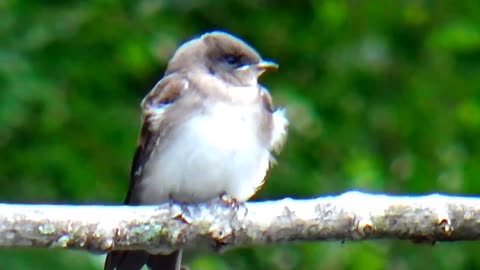 Baby Swallow