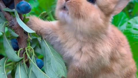 Rabbit Eating Poppy Blueberries