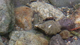 October Caddisfly Larva