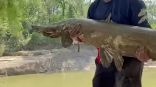 Monster alligator gar!