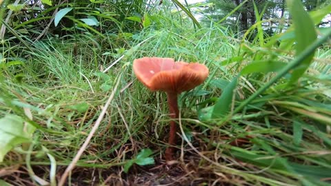 Wild Mushroom