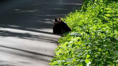 Couple of Cubs Wrestle in the Road