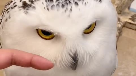 Video Cute Owls Part 4