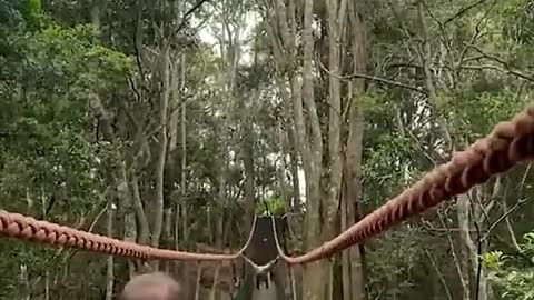 Gibbon Ape Casually Swings Over Family