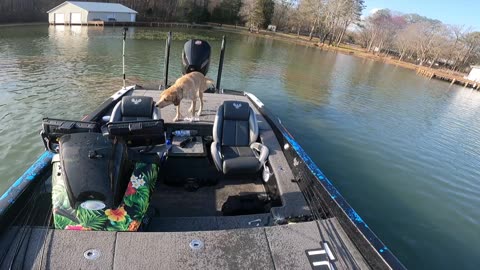 Dog Jumps In After Fish