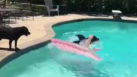 Black Dog want swimming with Girl 😳🤯🤯