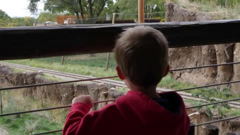 A cute young boy watching lions at the zoo gimbal shot