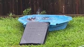 Orphaned Ducks Enjoying Underwater Zoomies