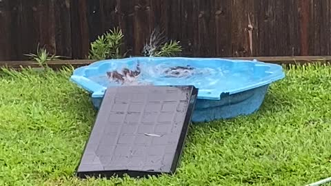 Orphaned Ducks Enjoying Underwater Zoomies