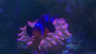 Clownfish/Anemone