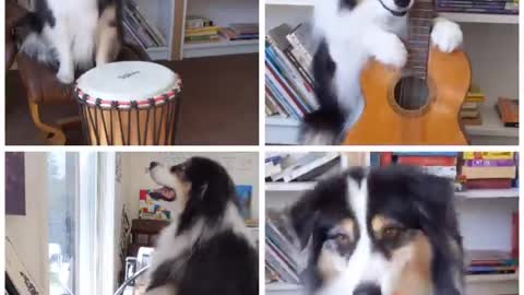Secret made a one dog band!🐶 All she needs