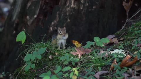 Beachfront B-roll - Chipmunk (Royalty Free Footage)