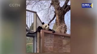 Panda Meng Lan 's "prison break" at the Beijing Zoo