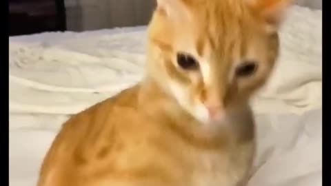 Must watch thisFunny animals reactions