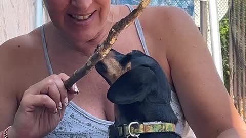Mom Teaches Dog How to Grip a Stick Using Mouth