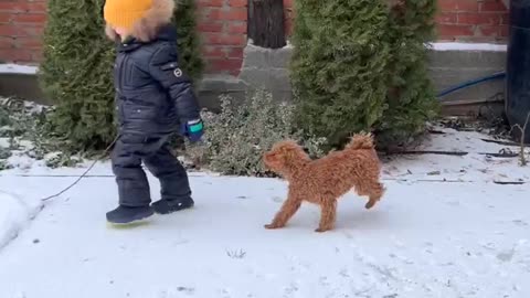 Naughty dog playing with kid