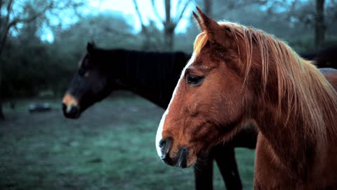 "Equine Majesty Unleashed: A Symphony of Grace and Power"