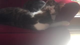 Cat Cleaning Eachother