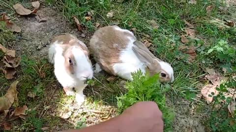 cute rabbit | cute animals video compilation | baby bunny-17