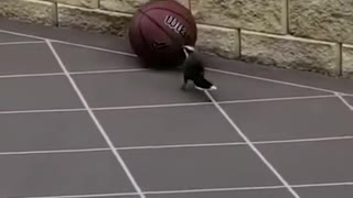 Basketball Bird, Great ability