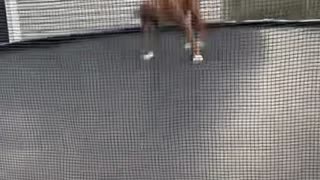 Bouncy Boxer Plays on Trampoline