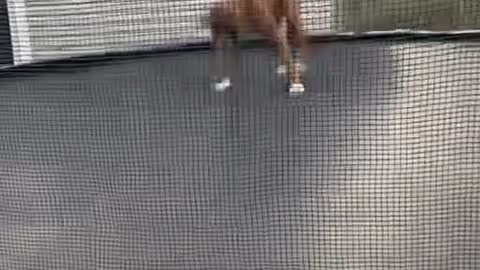 Bouncy Boxer Plays on Trampoline