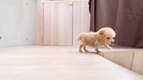 A very smol puppy grooming for the first time at 3 months young (Toy Poodle)