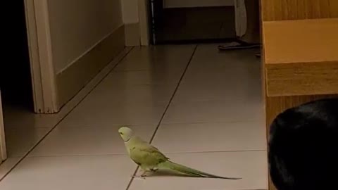 Parrot throws tantrum when owner says she's leaving