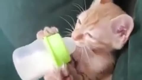 Kitten drinking milk from the bottle