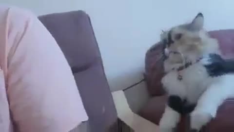 Funny video of a person with a cat