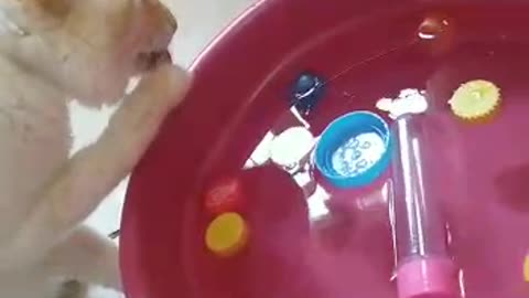 Gato brincando com agua