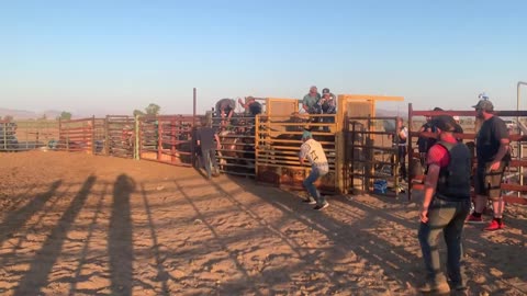 Guy Gets Hit by a Broken Pelvis From a Bull While Riding It