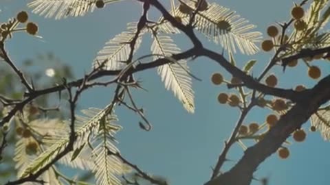 Tree with yellow flowers