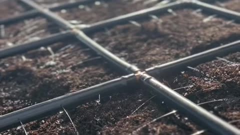 Preparing Your Raised Bed for Planting Onions