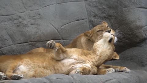 The Lion and Lioness making love