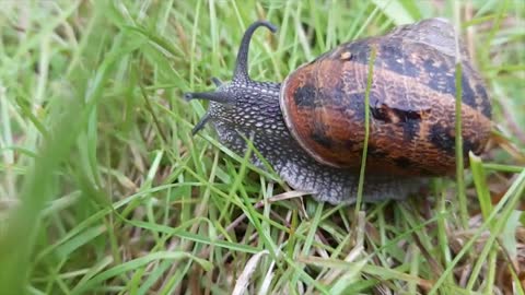 Snail coming out of its shell