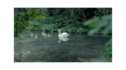 A family Of swans 🦢 swim in the water