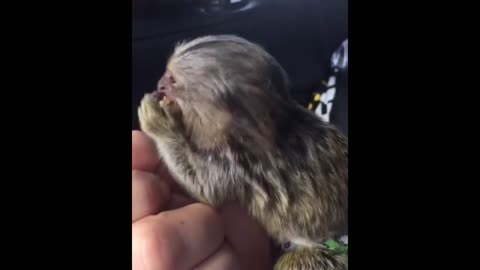 Finger Monkey - Cute and Funny Video Of Common Marmoset