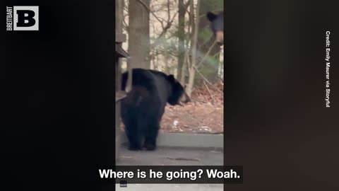 Family of Bears Caught on Video Taking Turns Popping Out of Dumpster