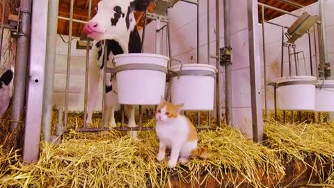 A cow and a kitty#foryou #Aminal #funny #cute #lovely #kitty #cow